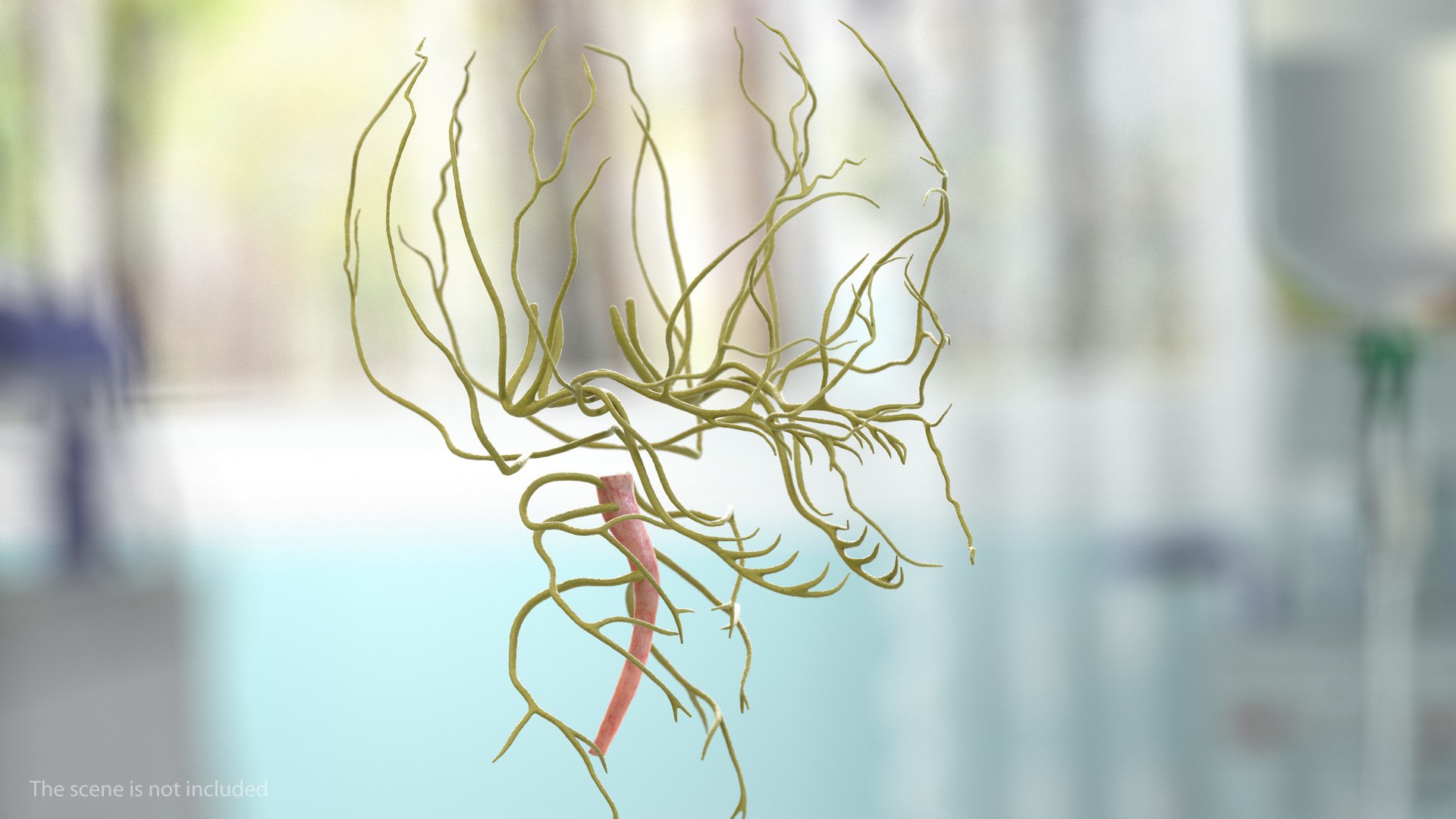 Human Head Nervous System 3D model preview