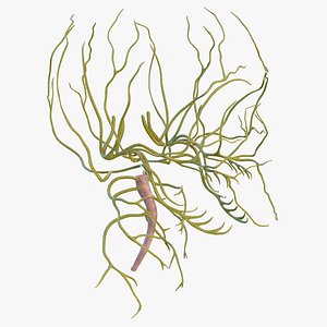 Human Head Nervous System
