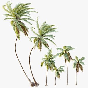 AV Plant Cocos Nucifera Palm Tree 01