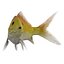 fish 3D model