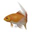 fish 3D model