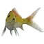 fish 3D model