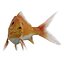 fish 3D model