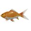 fish 3D model