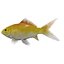 fish 3D model