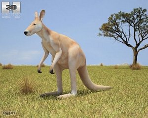kangaroo macropus rufus 3d model