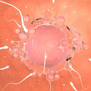 Sperms Around An Egg Cell