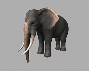 Elephant Rig