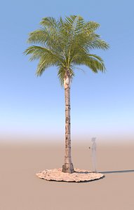 mature queen palm c 3D model