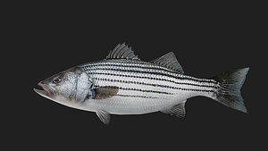 Bass fish model