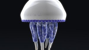 rhizostoma m 3d obj