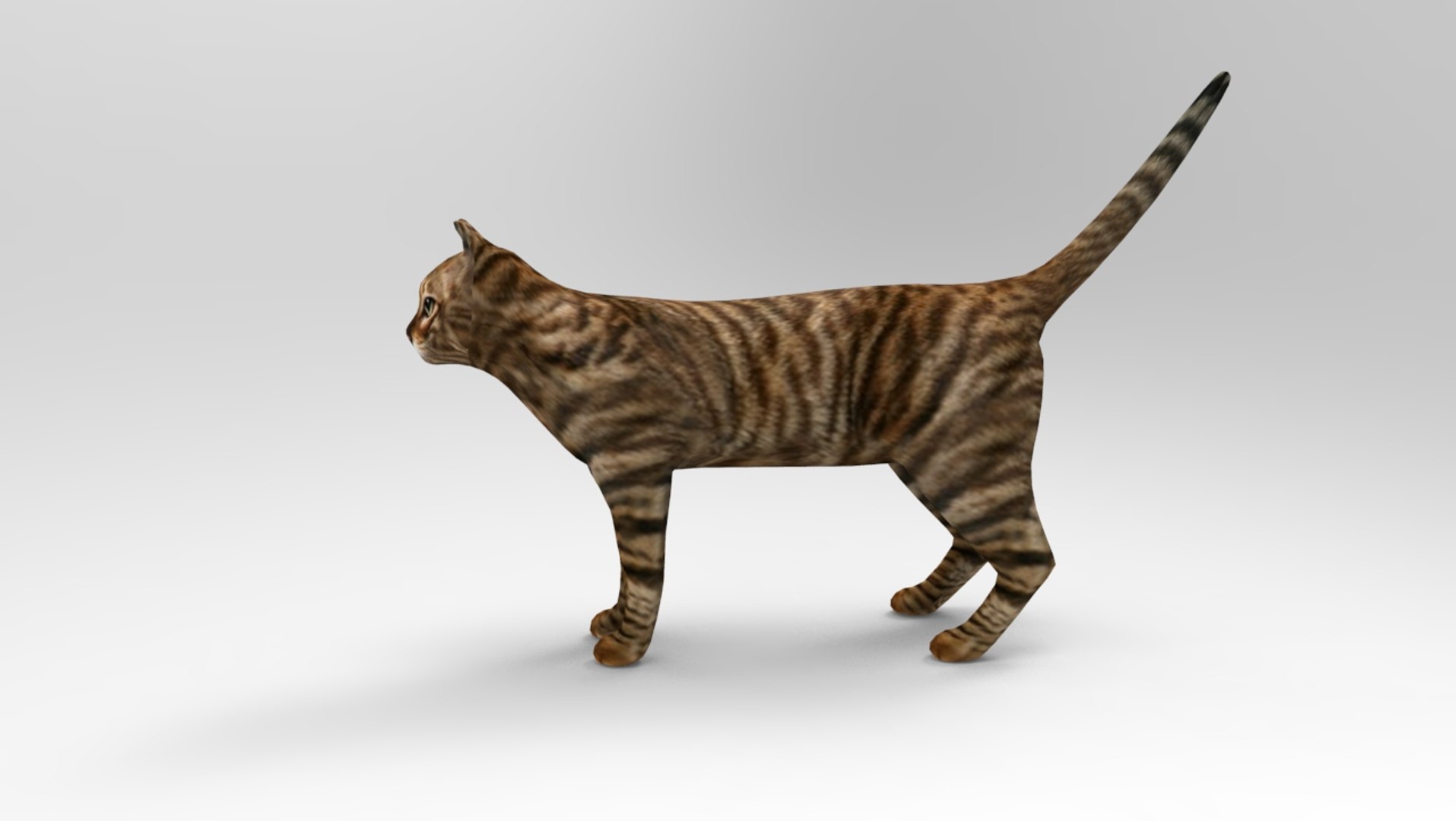 Cat Rigged Model | 1142721 | TurboSquid