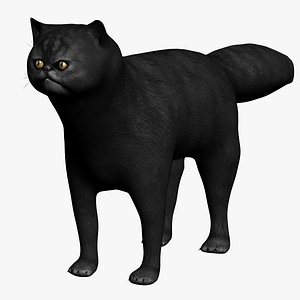 Black Cat