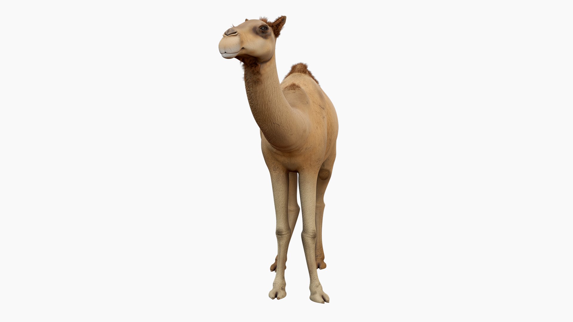 Camel 3d model 3D model https://p.turbosquid.com/ts-thumb/k4/MYnTjA/0p/03/jpg/1759652737/1920x1080/fit_q87/7a3030f423fe00a98aa0c863b8aa79193b0533e4/03.jpg