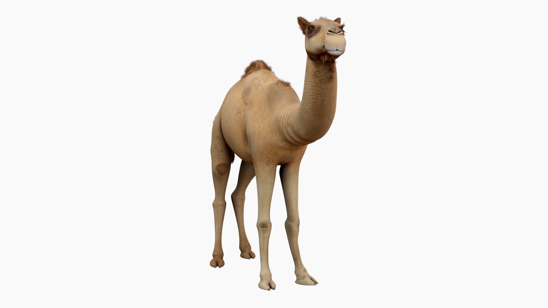 Camel 3d model 3D model https://p.turbosquid.com/ts-thumb/k4/MYnTjA/1B/02/jpg/1759652737/1920x1080/fit_q87/2bf25868ca806d8fe62b6b2309f99215e902d1c2/02.jpg
