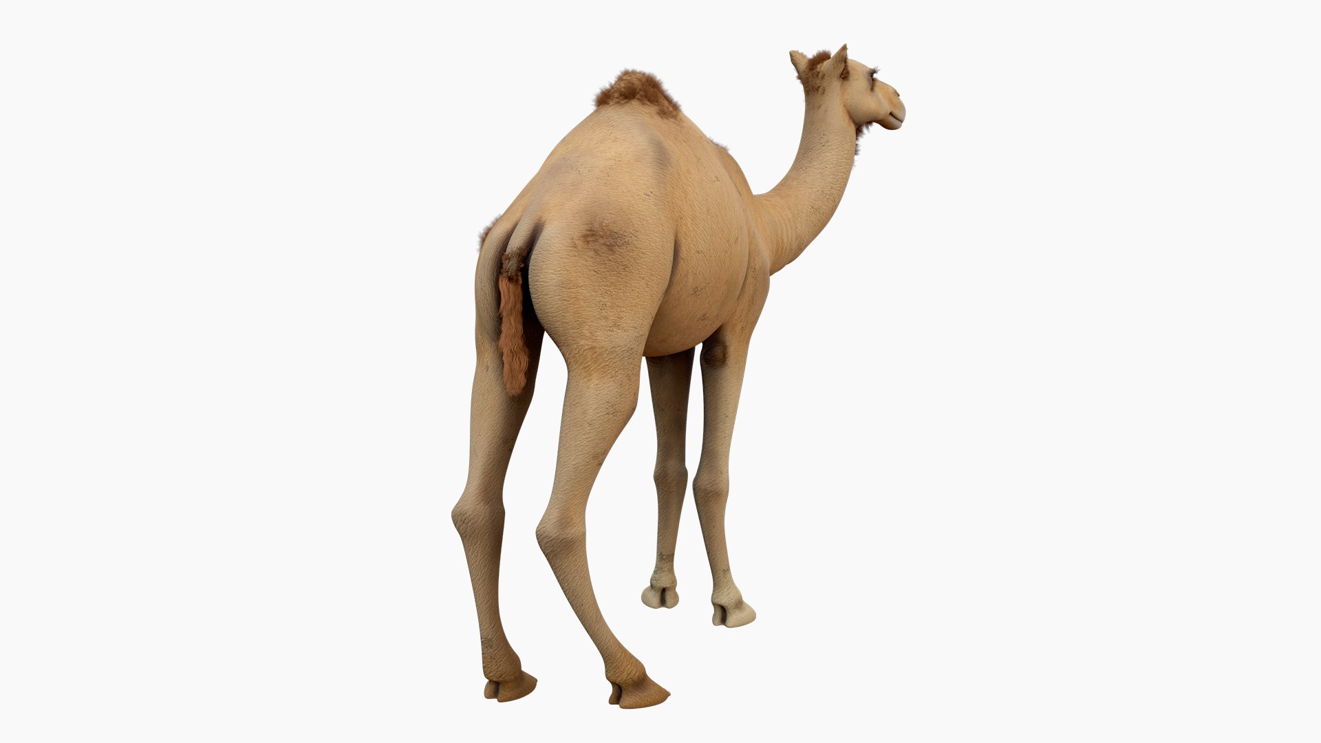 Camel 3d model 3D model https://p.turbosquid.com/ts-thumb/k4/MYnTjA/8p/07/jpg/1759652741/1920x1080/fit_q87/3d696e6758b3ac19ee0335849a4ddf9b03960b09/07.jpg