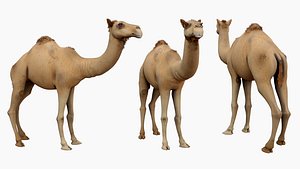 Camel 3d model