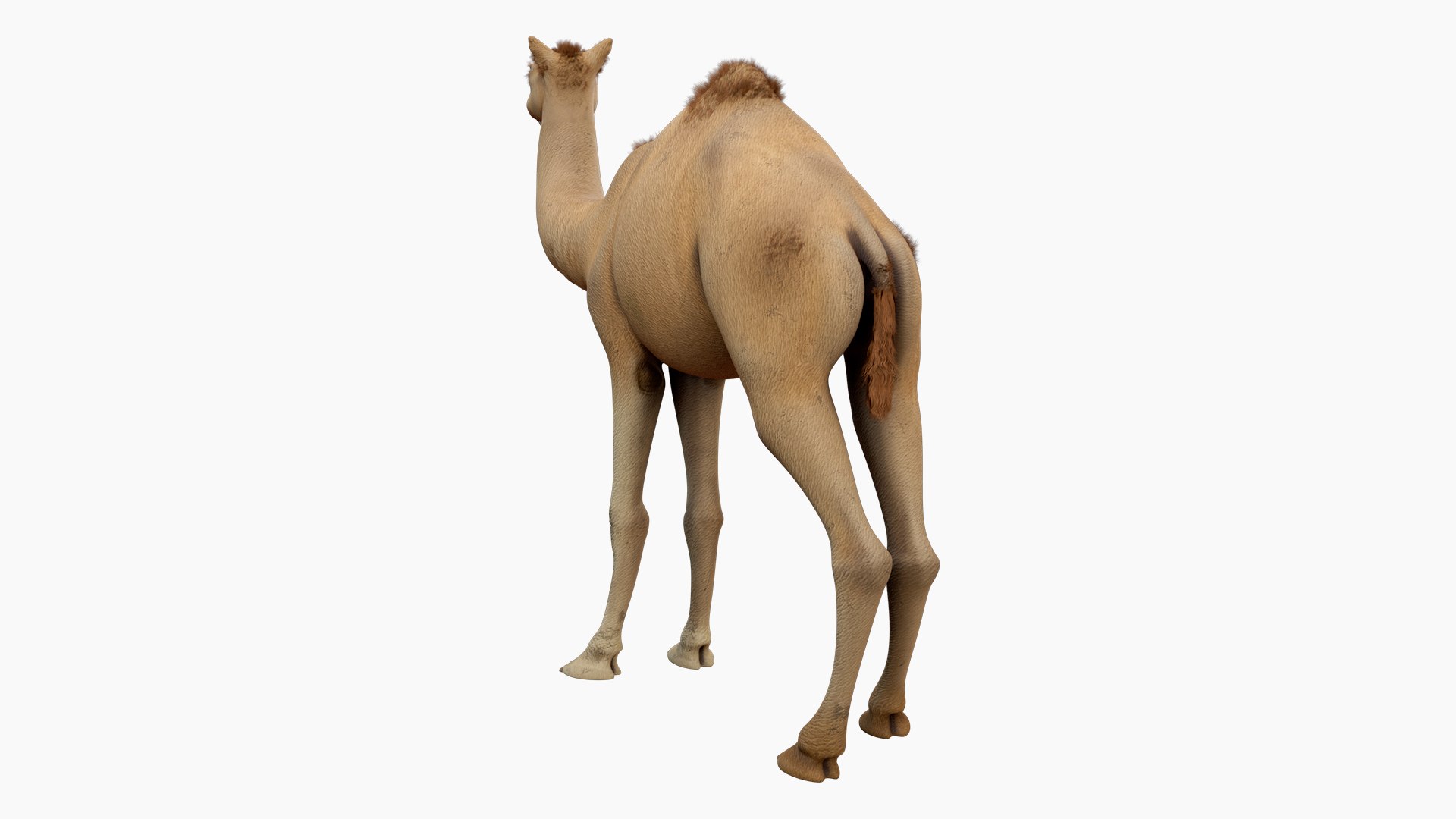 Camel 3d model 3D model https://p.turbosquid.com/ts-thumb/k4/MYnTjA/KB/06/jpg/1759652741/1920x1080/fit_q87/68570a9e86bfc3e90862c9f5dec64940d5281fb3/06.jpg