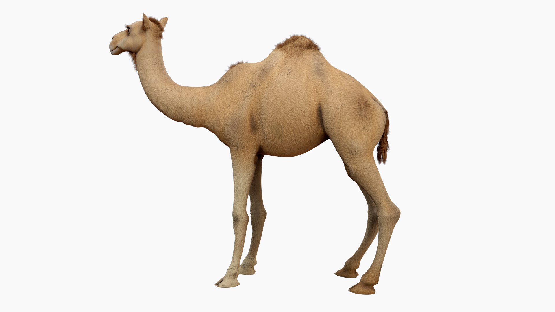 Camel 3d model 3D model https://p.turbosquid.com/ts-thumb/k4/MYnTjA/WO/05/jpg/1759652740/1920x1080/fit_q87/0dd66c5f3ce24d21da5bfd6189fc8015fb647765/05.jpg