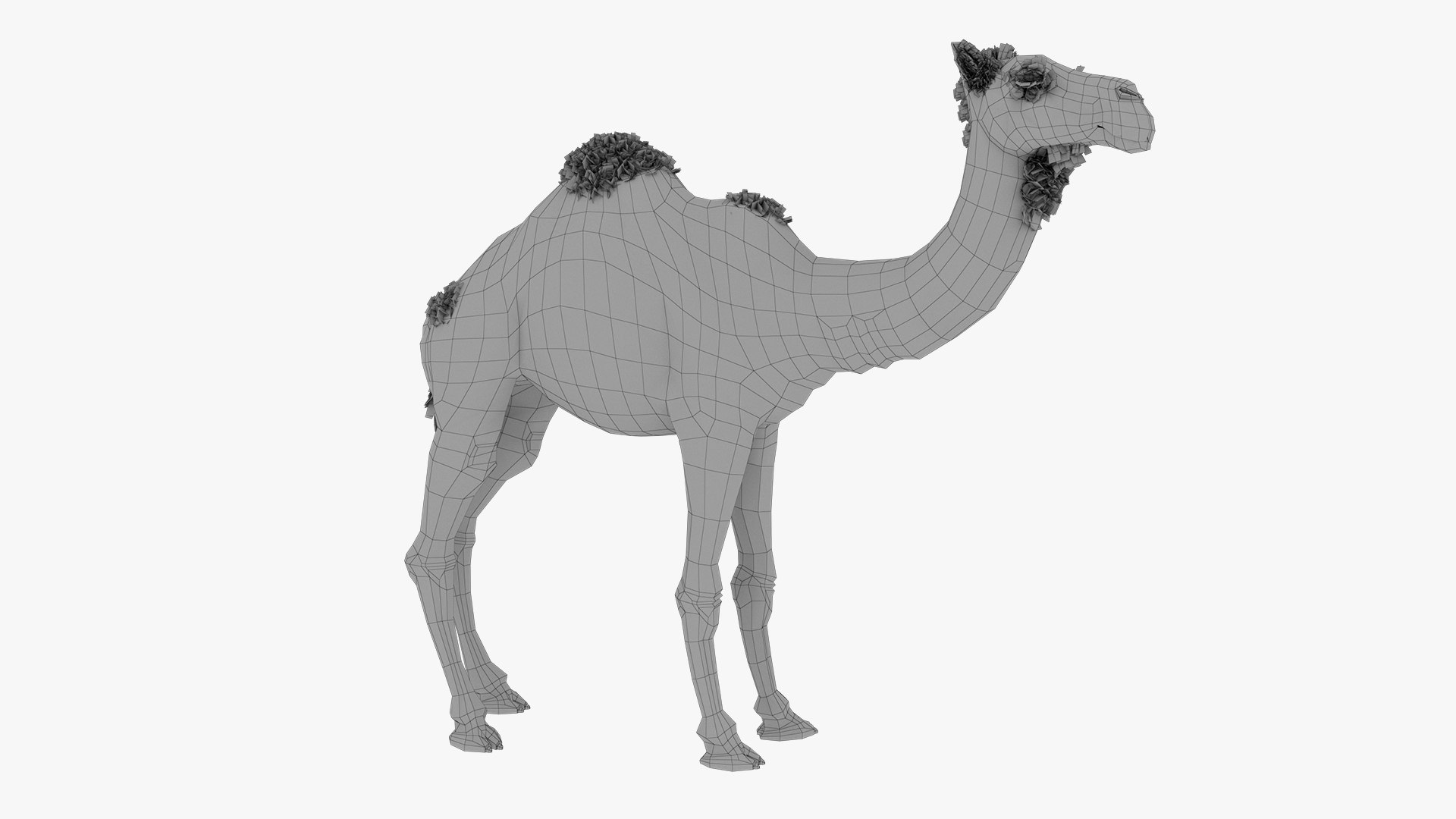 Camel 3d model 3D model https://p.turbosquid.com/ts-thumb/k4/MYnTjA/aQ/09/jpg/1759652742/1920x1080/fit_q87/3d115aacc77c4141e6496e74cdb40497a7419d13/09.jpg