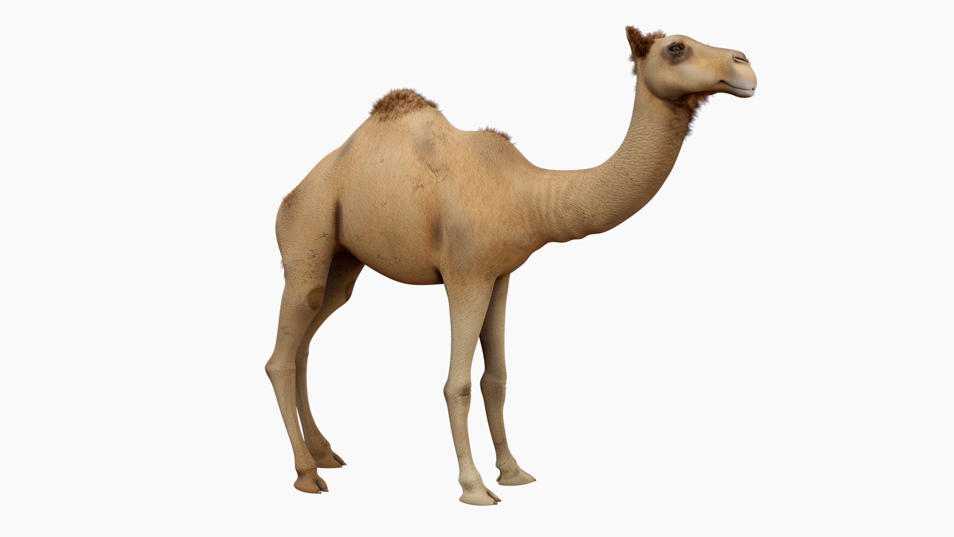 Camel 3d model 3D model https://p.turbosquid.com/ts-thumb/k4/MYnTjA/eO/01/jpg/1759652737/1920x1080/fit_q87/5f789a56bf7211d645c433a7cc7f55a7a1219a41/01.jpg