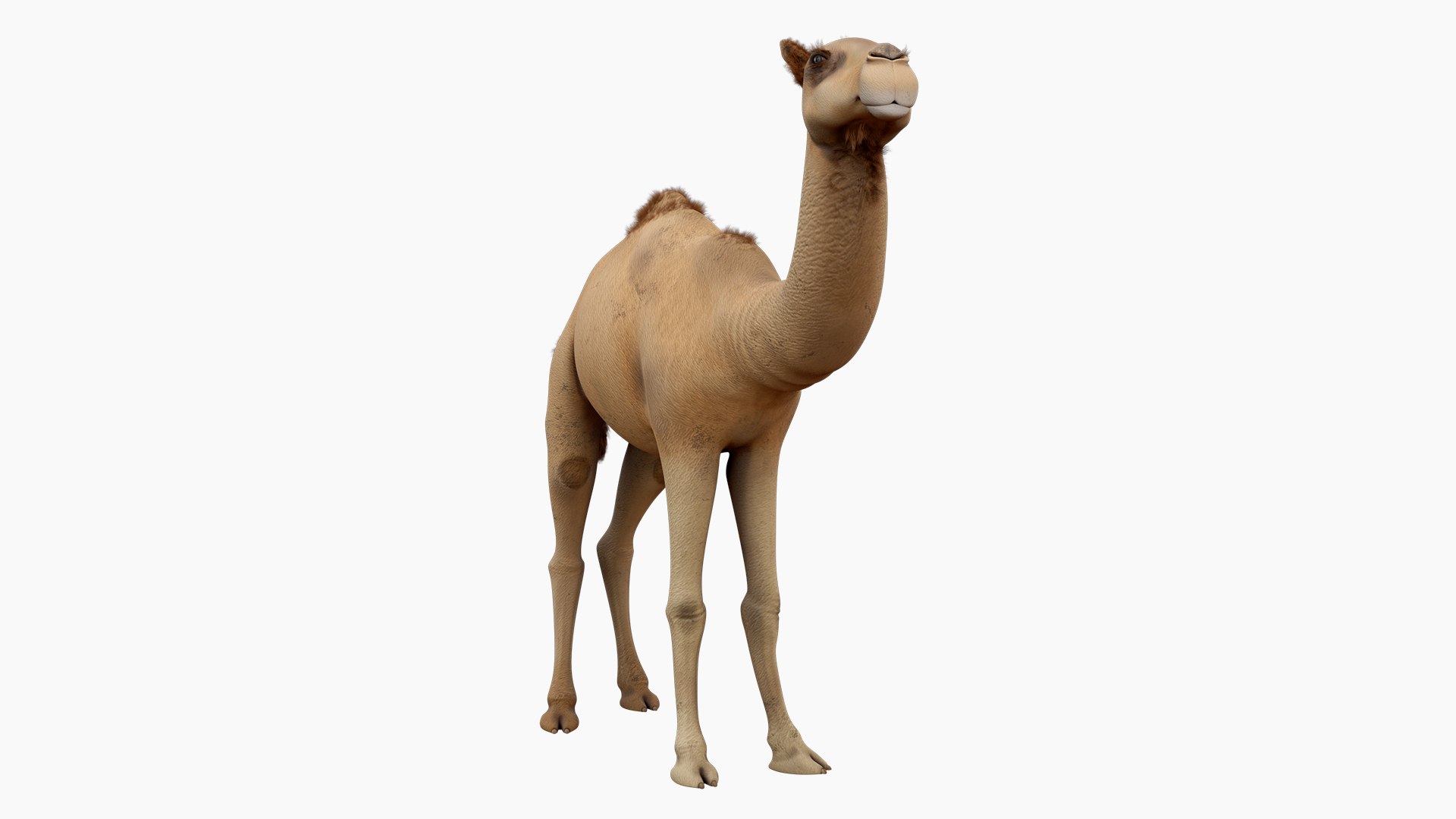 Camel 3d model 3D model https://p.turbosquid.com/ts-thumb/k4/MYnTjA/rL/08/jpg/1759652741/1920x1080/fit_q87/6369e6a381edf482ead37e2676fc34246d2cc381/08.jpg