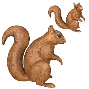 Fully rigged low poly Squirrel