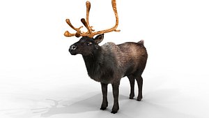 Fur Black Reindeer NO RIG 3D model