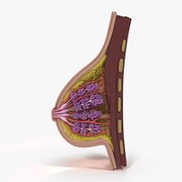 Mammary Glands