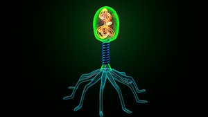 3D bacteriophage model
