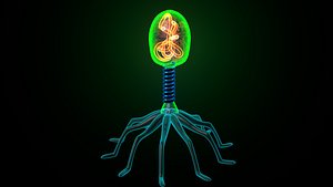 bacteriophage