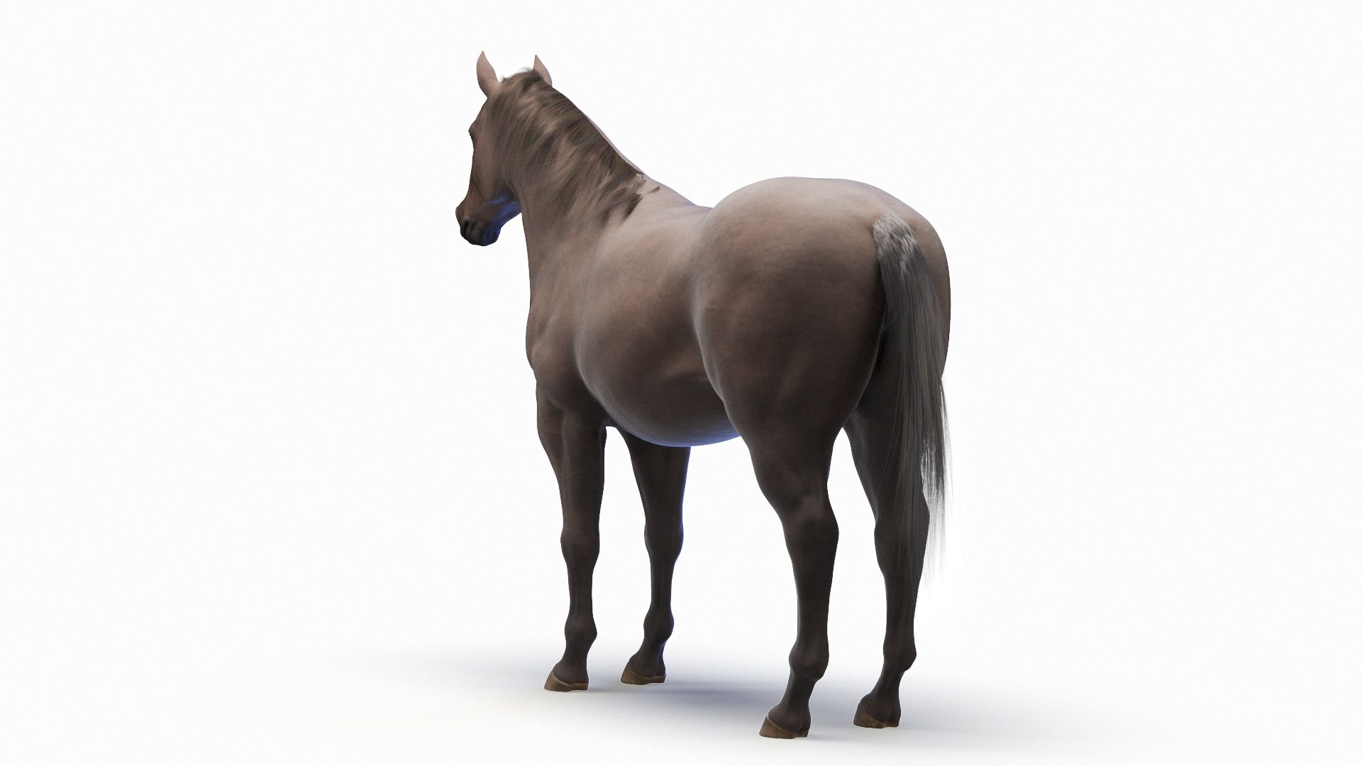 3D Full Horse Male Anatomy Static https://p.turbosquid.com/ts-thumb/k4/yxwrJI/2B/horse_male_body_0003/jpg/1717309106/1920x1080/fit_q87/9b7904459c1448e9ad3146d3afb9f7ca9a829301/horse_male_body_0003.jpg