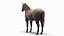 Anatomie masculine complète du cheval statique
