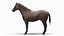 Anatomie masculine complète du cheval statique