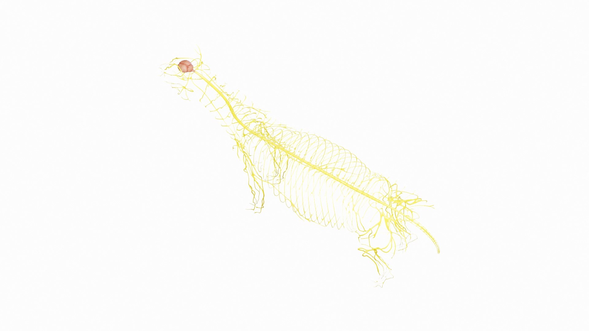 3D Full Horse Male Anatomy Static https://p.turbosquid.com/ts-thumb/k4/yxwrJI/42/horse_male_nervous_0002/jpg/1717423077/1920x1080/fit_q87/88cc17c48c0a1bd9c2be0ca026643aa238d19690/horse_male_nervous_0002.jpg