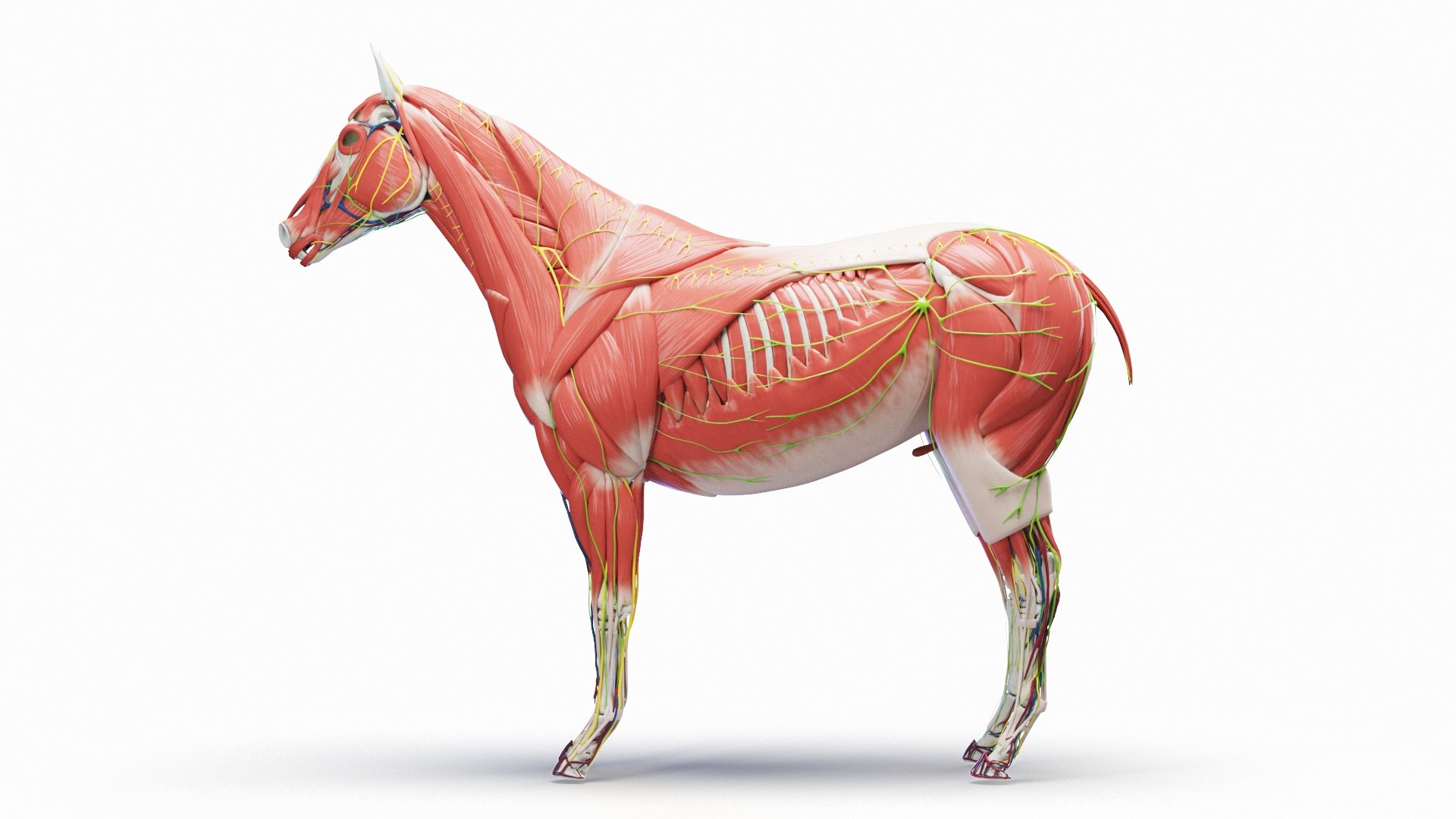 3D Full Horse Male Anatomy Static https://p.turbosquid.com/ts-thumb/k4/yxwrJI/6H/horse_male_anatomy_c0001/jpg/1717422979/1920x1080/fit_q87/62b581117abde0ba8f3b0a22b819c9a7ccf13eb5/horse_male_anatomy_c0001.jpg