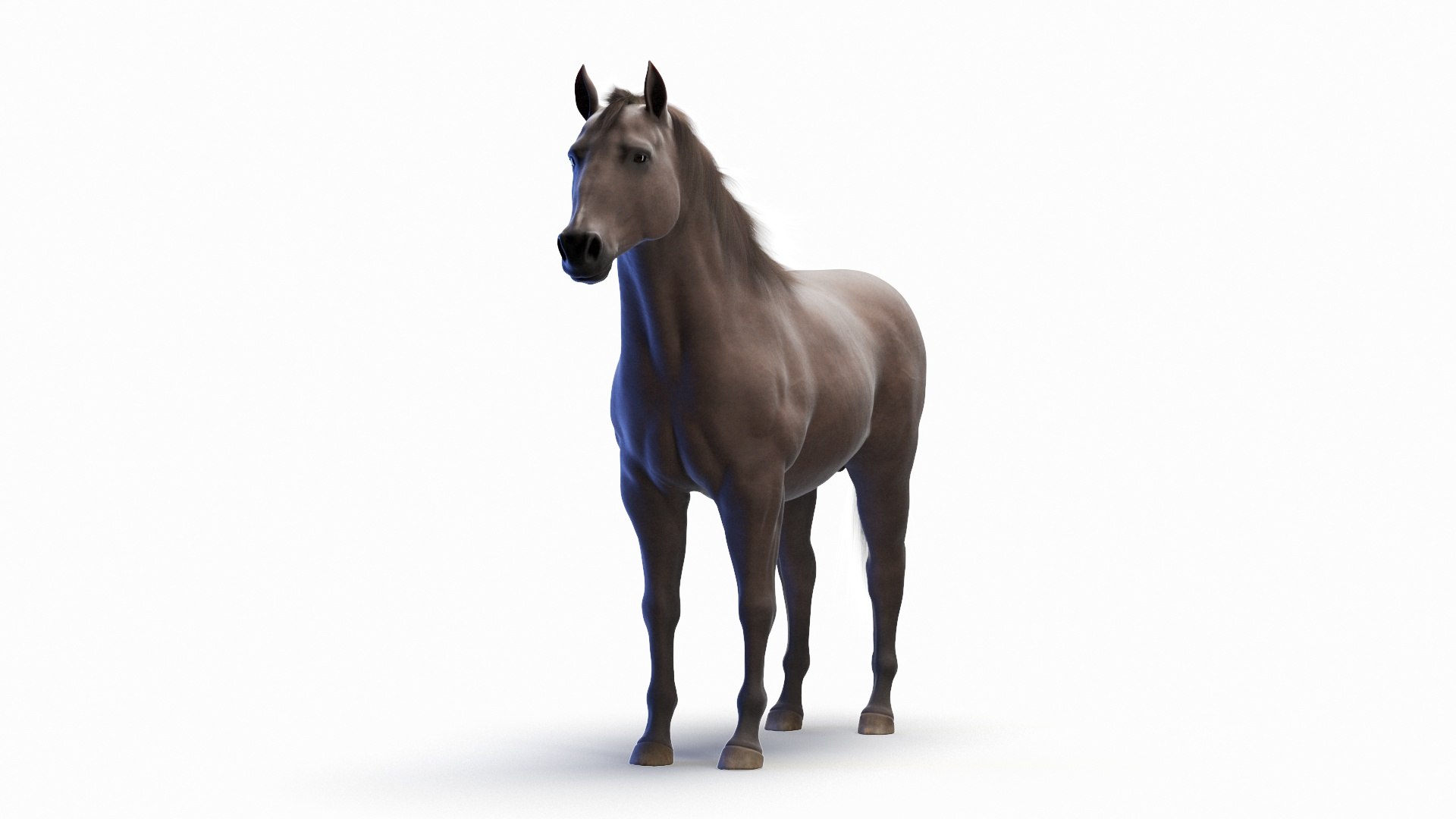 3D Full Horse Male Anatomy Static https://p.turbosquid.com/ts-thumb/k4/yxwrJI/8F/horse_male_body_0004/jpg/1717309107/1920x1080/fit_q87/3e95a1c30e010c57378e052945185ed8eb31a656/horse_male_body_0004.jpg