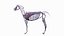 Anatomie masculine complète du cheval statique