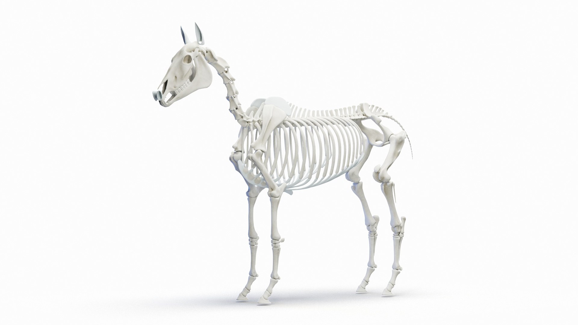 3D Full Horse Male Anatomy Static https://p.turbosquid.com/ts-thumb/k4/yxwrJI/9p/horse_male_skeleton_0000/jpg/1717422957/1920x1080/fit_q87/6ae4eda236c0d5fbf76caf5e5a7361a4938f8f75/horse_male_skeleton_0000.jpg