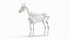 Anatomie masculine complète du cheval statique
