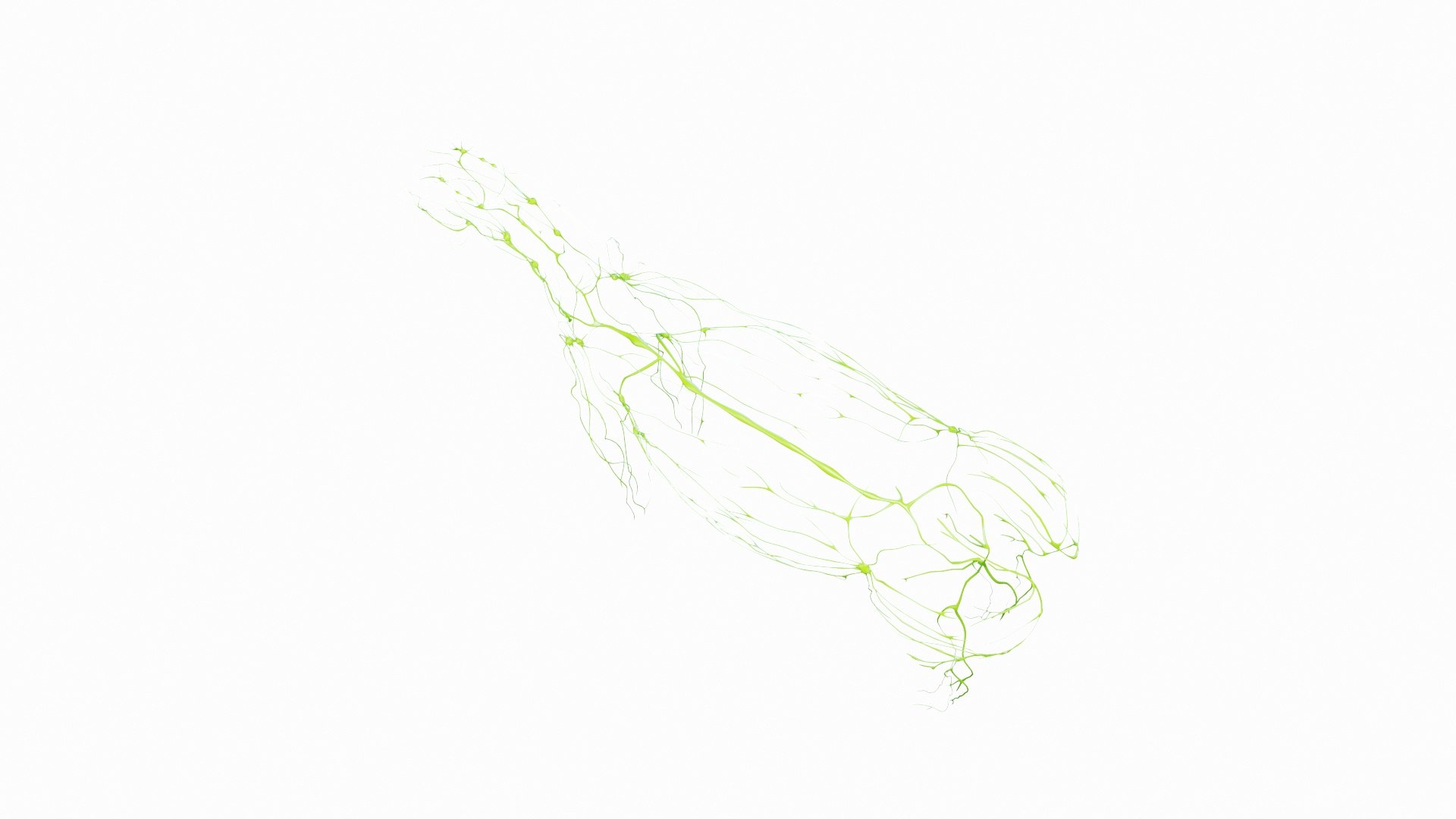 3D Full Horse Male Anatomy Static https://p.turbosquid.com/ts-thumb/k4/yxwrJI/B1/horse_male_lymphatic_0002/jpg/1717423099/1920x1080/fit_q87/54522d8c48a02123c825b8250e44816b48966857/horse_male_lymphatic_0002.jpg
