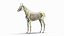 Anatomie masculine complète du cheval statique