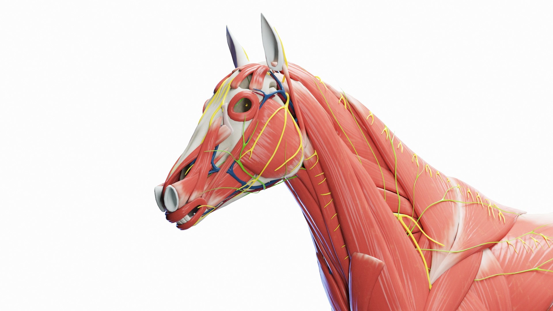 3D Full Horse Male Anatomy Static https://p.turbosquid.com/ts-thumb/k4/yxwrJI/Fi/horse_male_anatomy_c0005/jpg/1717422979/1920x1080/fit_q87/c24a2bcb7432ce72abb733f6fbcc56d4677648e0/horse_male_anatomy_c0005.jpg