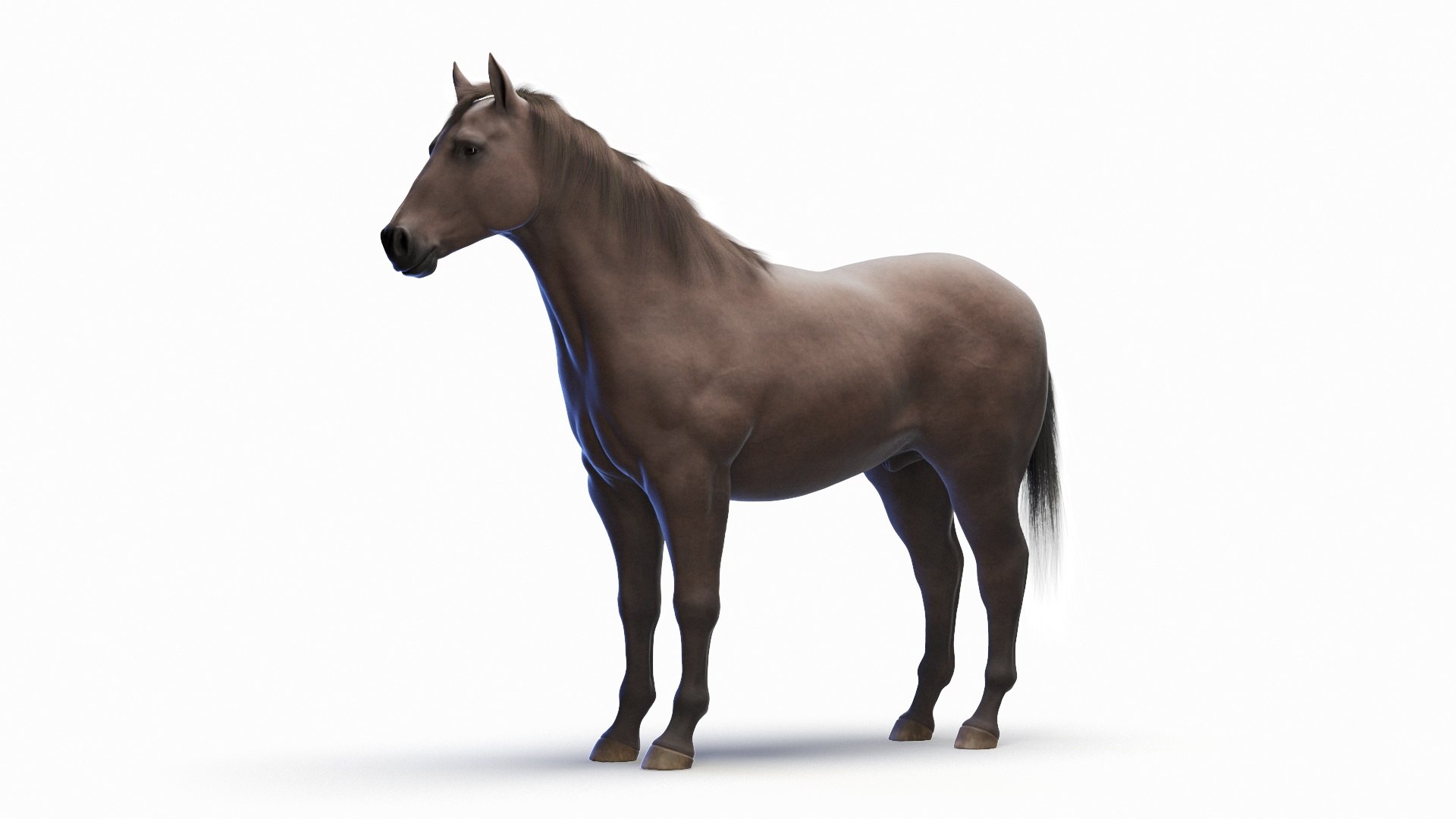3D Full Horse Male Anatomy Static https://p.turbosquid.com/ts-thumb/k4/yxwrJI/HO/horse_male_body_0000/jpg/1717309105/1920x1080/fit_q87/56f59eb6ab7df00c38c985963e7b3548a91d6e2b/horse_male_body_0000.jpg
