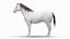 Anatomie masculine complète du cheval statique