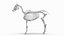 Anatomie masculine complète du cheval statique