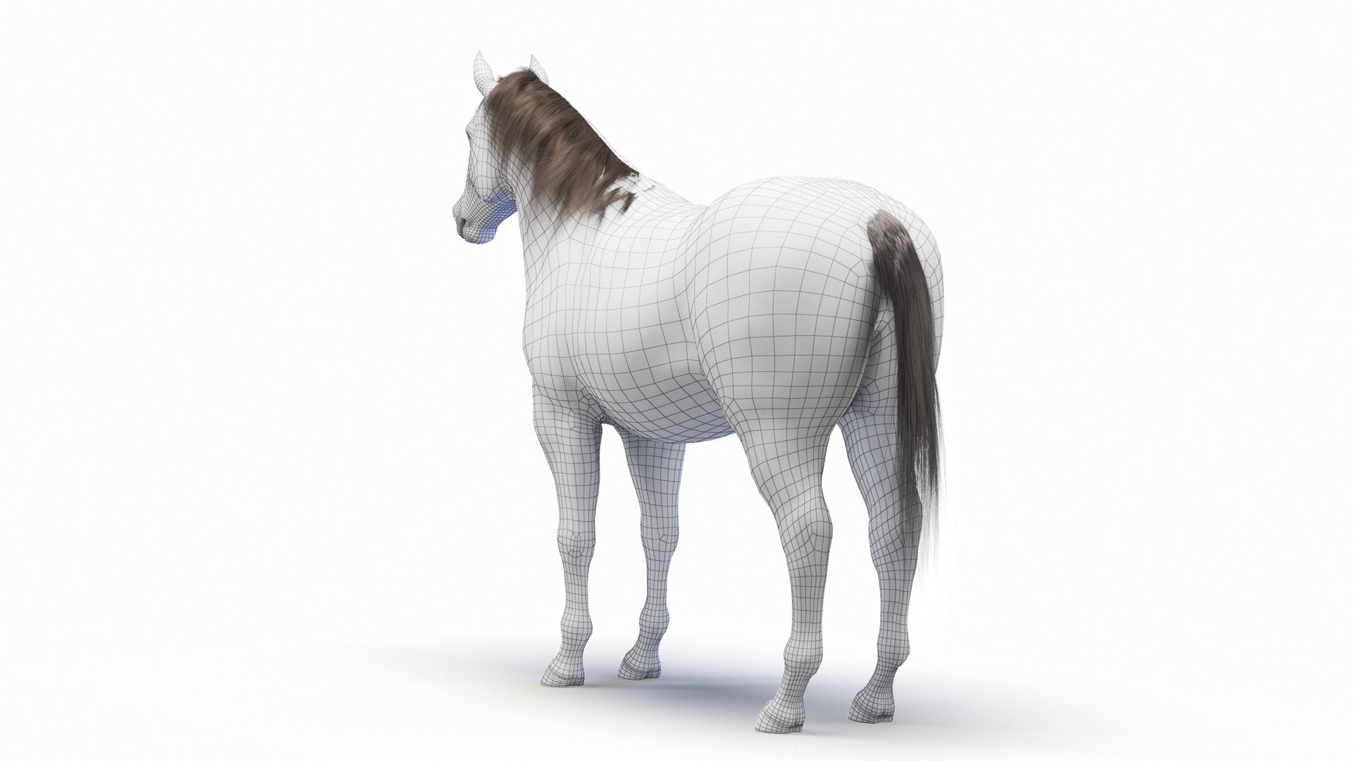 3D Full Horse Male Anatomy Static https://p.turbosquid.com/ts-thumb/k4/yxwrJI/bB/horse_body_wire_0003/jpg/1717440671/1920x1080/fit_q87/c6c1ef6f65b3d5e09c4e62cf56db6243a7ec854b/horse_body_wire_0003.jpg