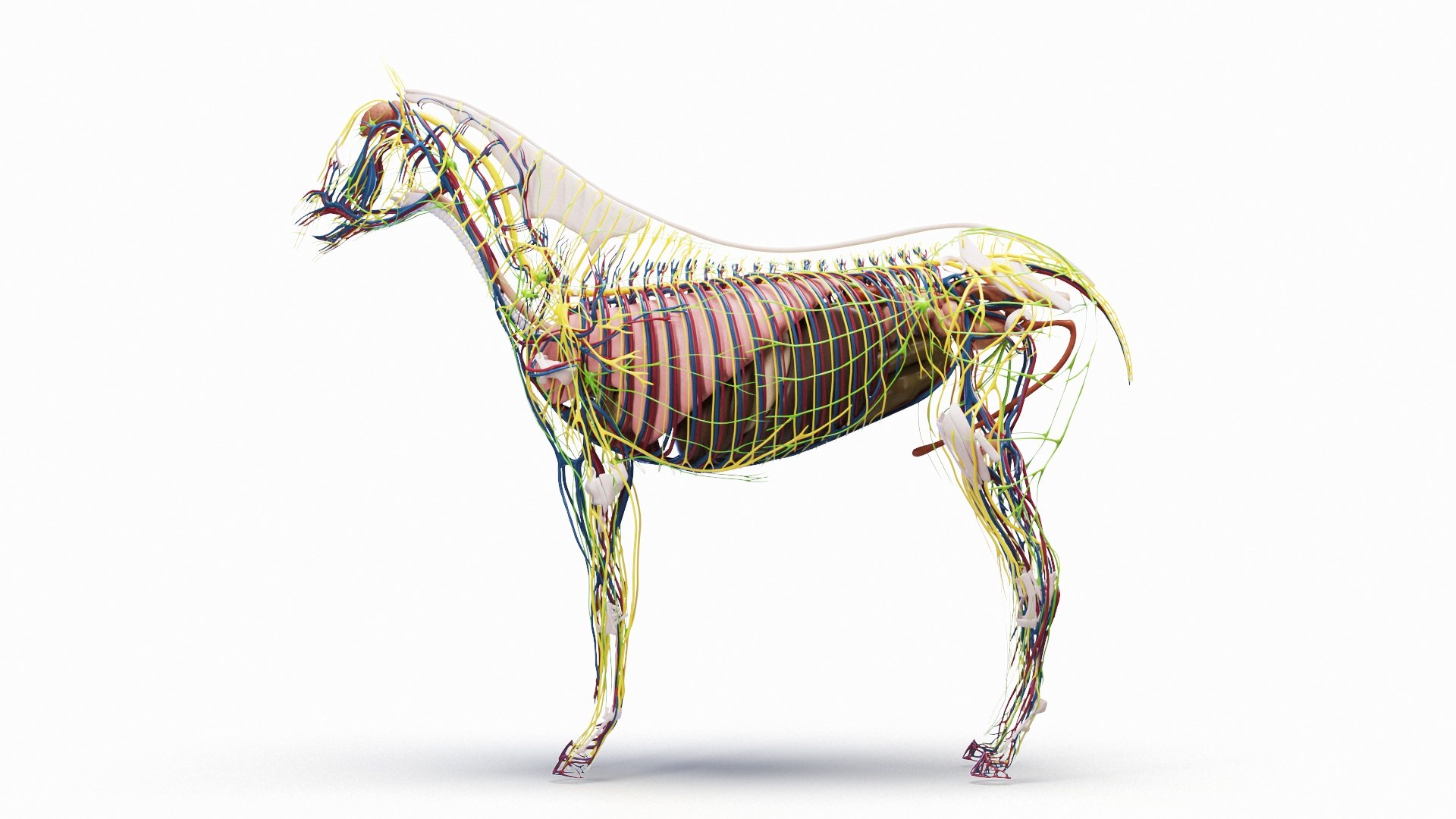 3D Full Horse Male Anatomy Static https://p.turbosquid.com/ts-thumb/k4/yxwrJI/fy/horse_male_anatomy_b0001/jpg/1717423820/1920x1080/fit_q87/1fba573d342be88089518fdc5435f6530bedb552/horse_male_anatomy_b0001.jpg