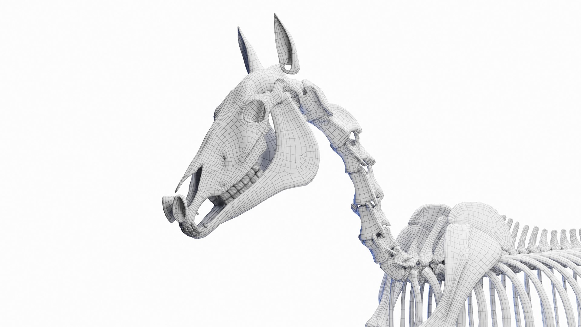 3D Full Horse Male Anatomy Static https://p.turbosquid.com/ts-thumb/k4/yxwrJI/gG/horse_skeleton_wire_0005/jpg/1717440702/1920x1080/fit_q87/ac4d4e172ef3a17eea9e02cd593c0925ba400981/horse_skeleton_wire_0005.jpg