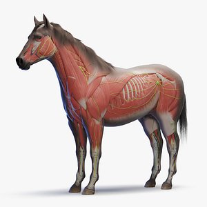 3D Full Horse Male Anatomy Static
